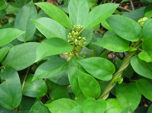 Gymnema (Gymnema sylvestre)